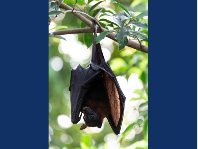 Black bat hanging upside down from tree branch