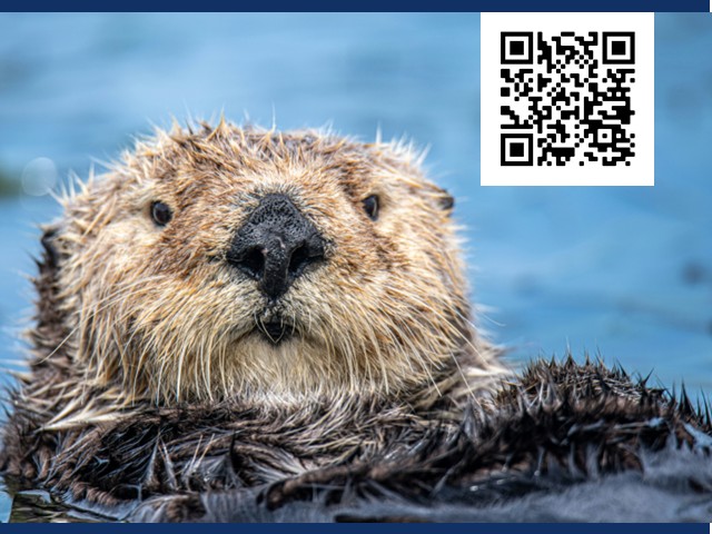 A beaver looking directly at camera with head above very blue water. QR code in right hand corner