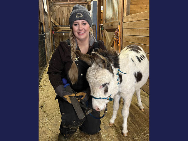 Photo of Farriar Meghan Murray with Moondust, a white donkey with dark brown spots