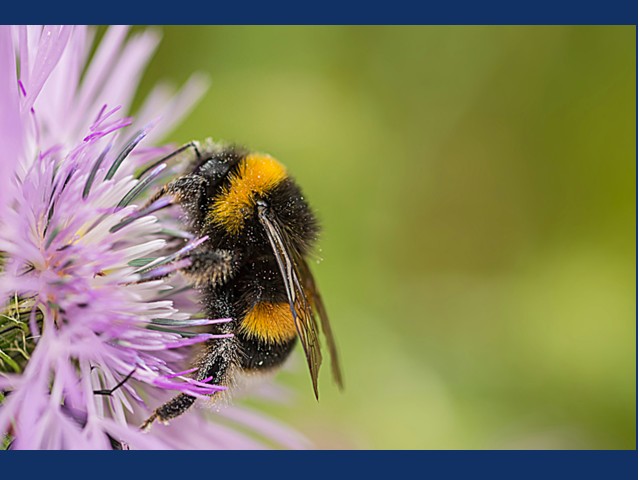 A large fuzzy bumble bee on a purple flower