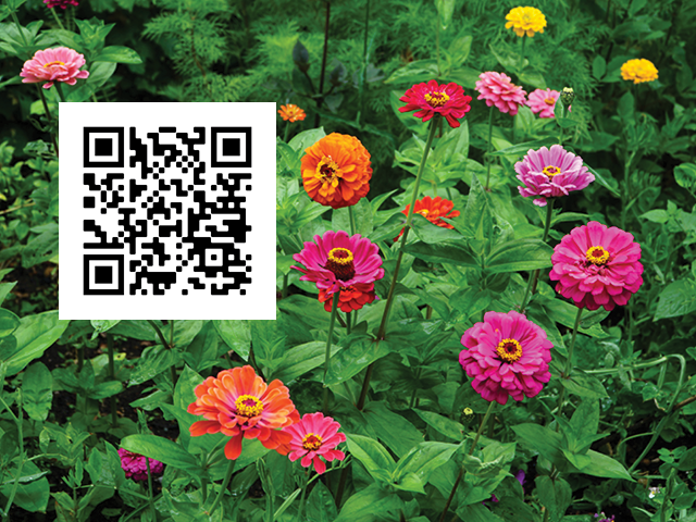 Photo of zinnias in bloom with a QR code overlaid at center left