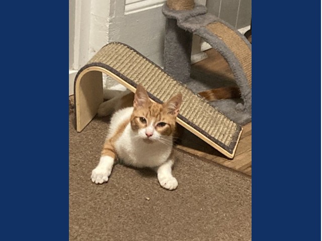 Daniel: Pet of the Week