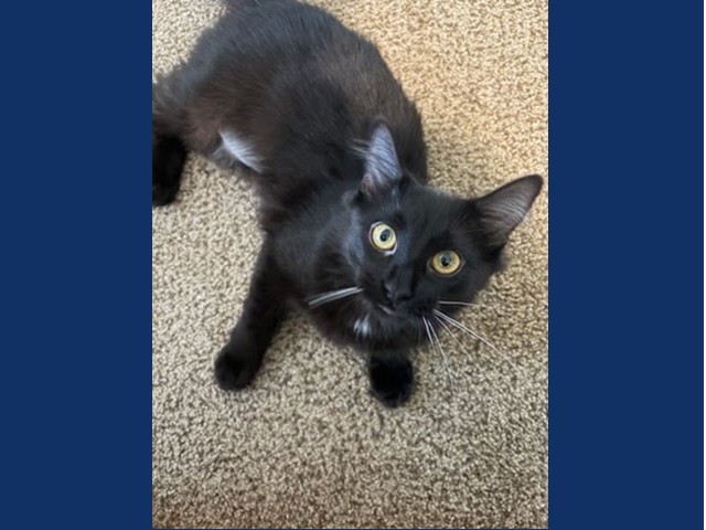 Pet of the Week: Domino