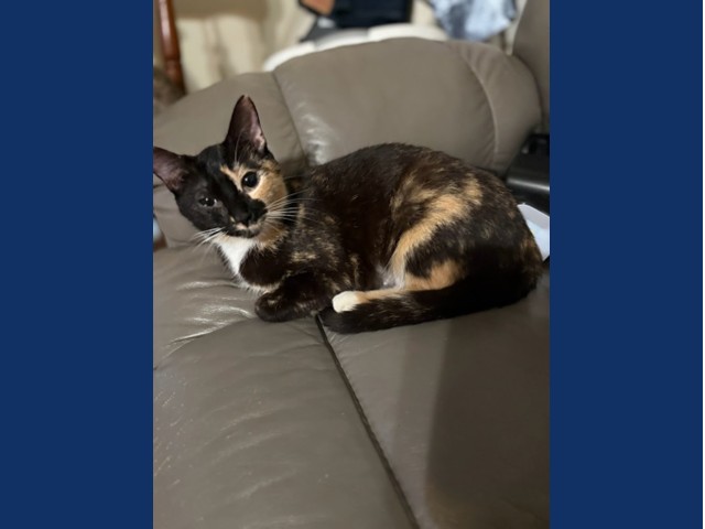 Emma-Lee: Pet of the Week