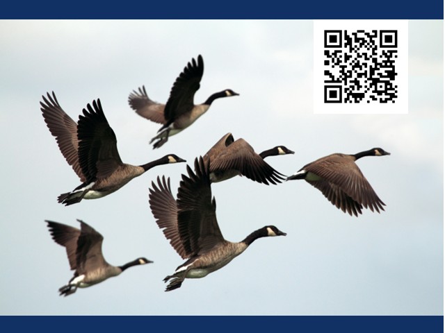 Birds on the Move to be Held at Amboy 4-H Environmental Education Center