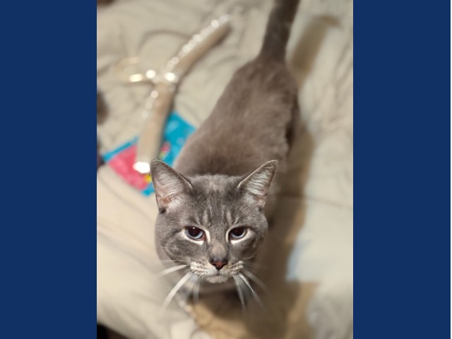 Gibbs: Pet of the Week