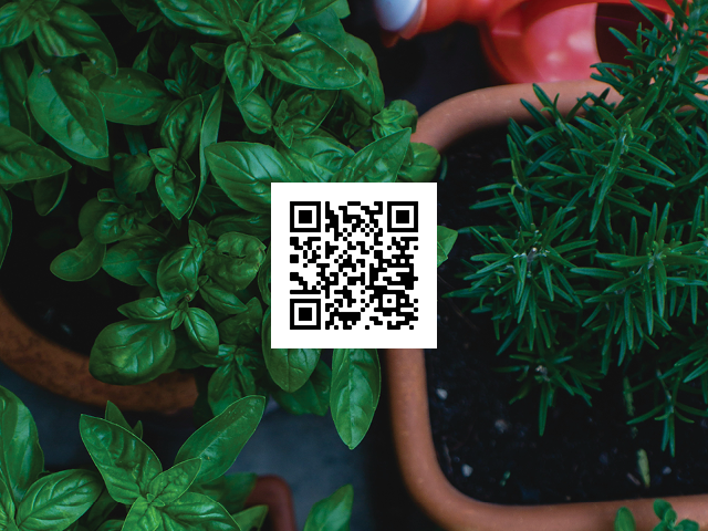 Photo of herbs growing in pots, including rosemary; QR code overlaid in center of image