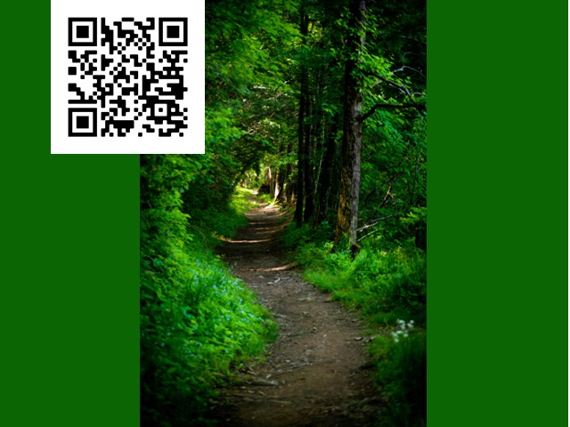 A very green wooded area with manicured trail through center.