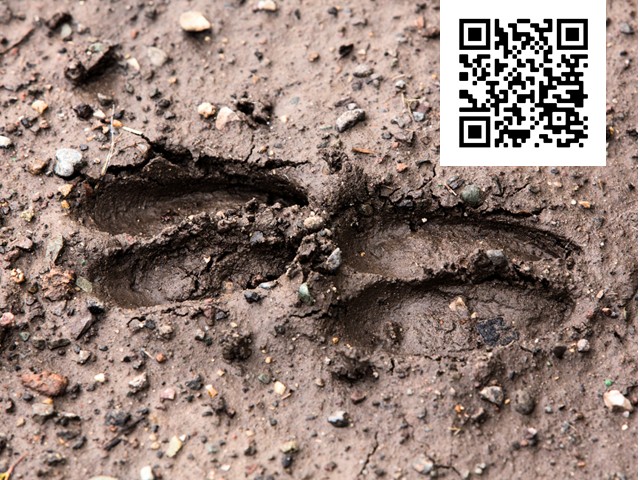 Muddy deer tracks with QR code in corner.