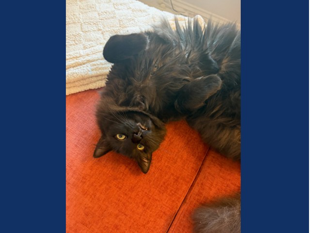 Hugo Boss: Pet of the Week