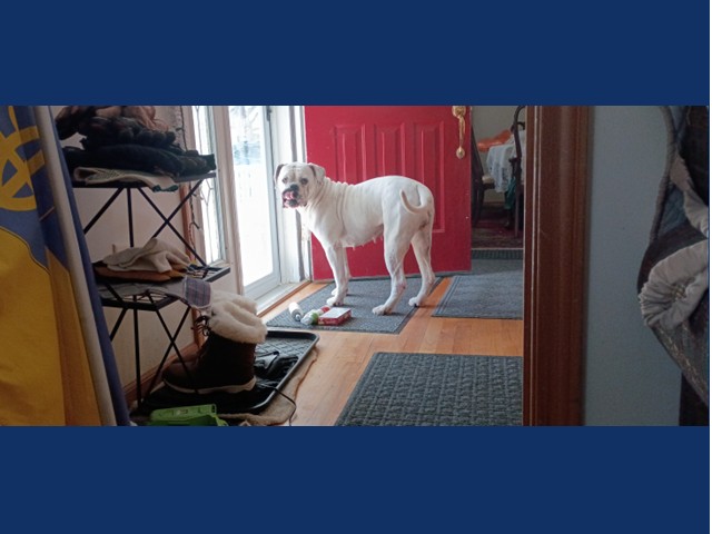 Jazzy: Pet of the Week