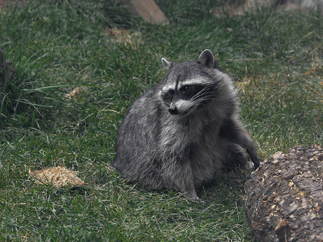 A photo of a raccoon in the grass