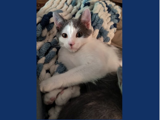 Pet of the Week: Penelope