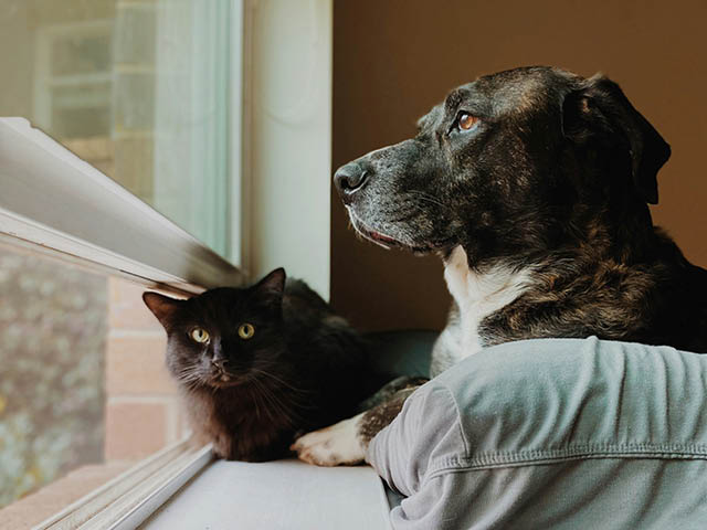 A photo of a black cat with green eyes sitting underneath an open window and a bully breed dog with brown and white fur looking out the window