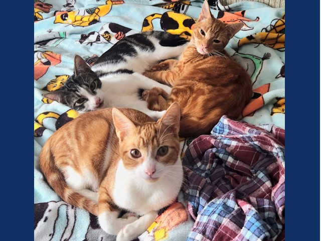 Three kittens on a colorful blanket. One is orange with white from top of nose trailing down through his belly, one is orange tabby, other kitten is stretched out on side with black patches on head and back with white belly.
