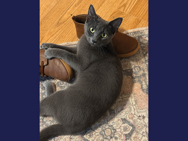 Photo of a gray cat with green eyes sitting on a throw carpet with its paws on a shoe