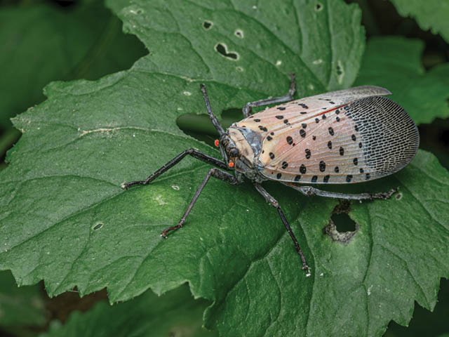 A spotted lanternfly on a leaf