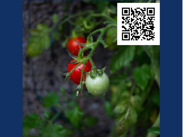  Vegetable Gardening for Beginners