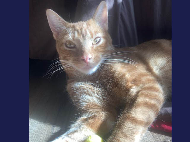 An orange cat with a ball between his paws