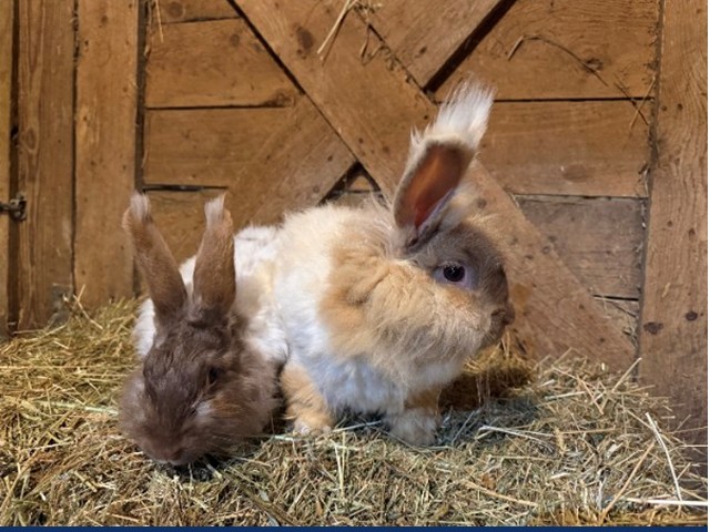 Agate and Topaz: Pets of the Week