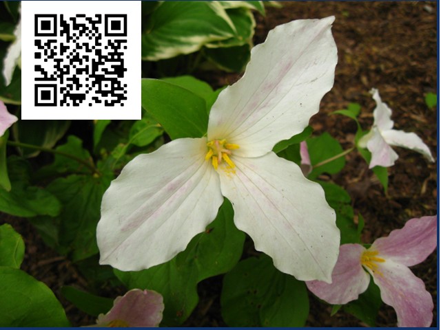 White Three petal trillium flower with others in background.