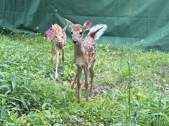 Two deer fawn in a grassy enclosure
