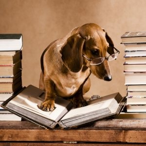 read with dog