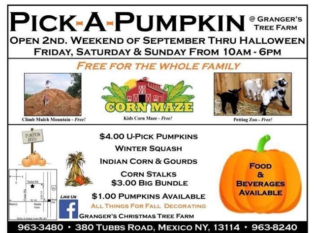 Grangers pick a pumpkin