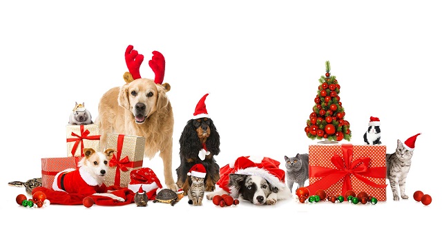 Humane Society Christmas Pet Photos