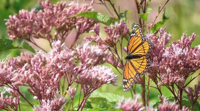 monarch