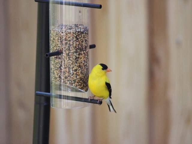 birdwatching