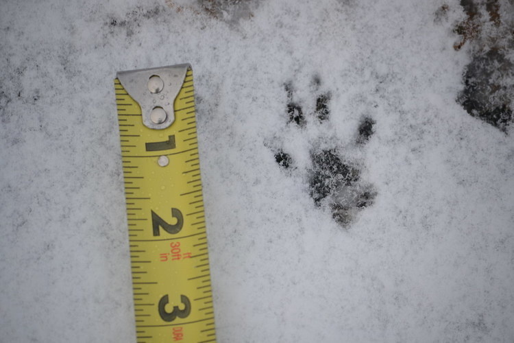 mammal track