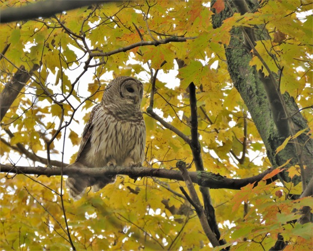 owl