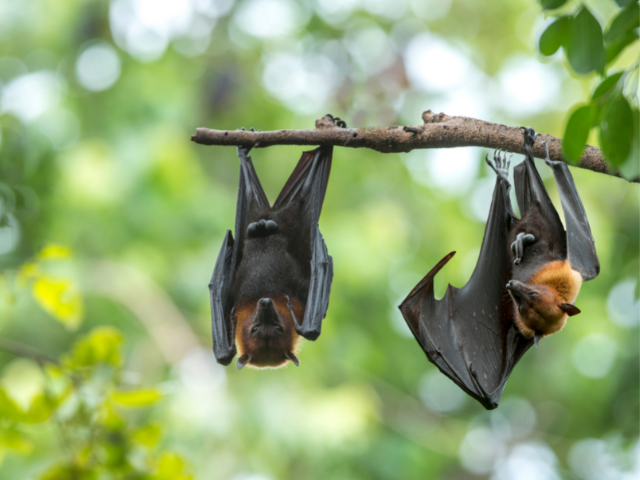 bats
