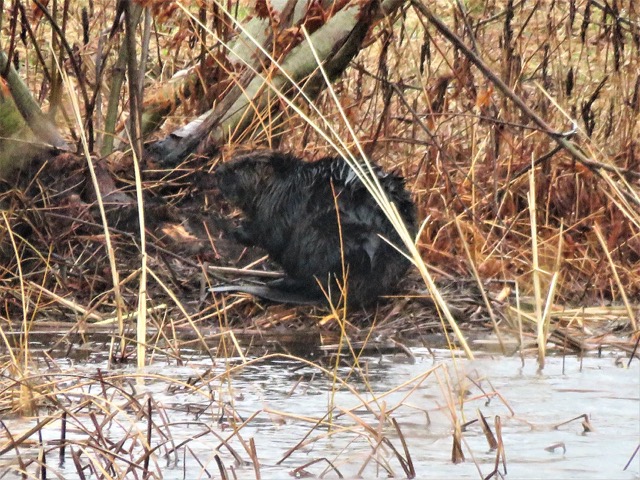 beaver