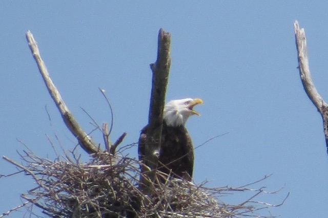 eagle