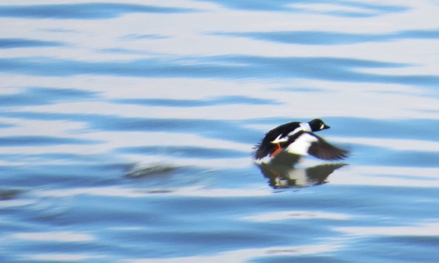 exploringwinterfowl