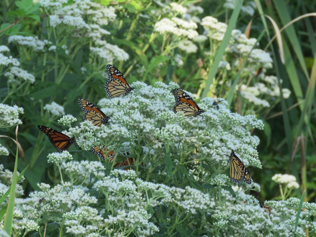 monarch