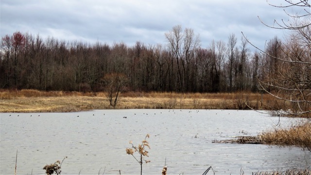 pondlife