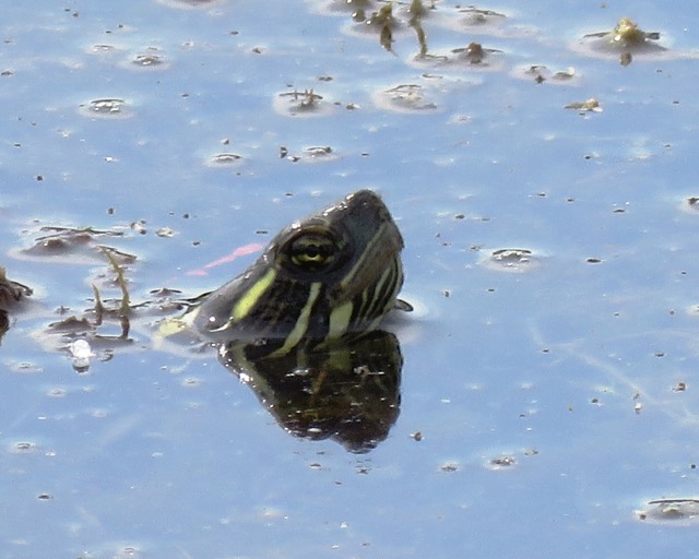 sterlingturtle