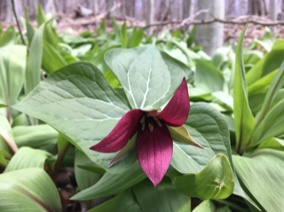 Trillium