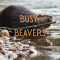 Busy Beavers @ Beaver Lake