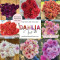 Dahlia Fest 2026 (Williamstown)