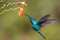 Forgotten Pollinators @ Amboy 4H Environmental Education Center