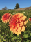 Karaoke Night in the Dahlia Fields (Williamstown)
