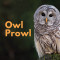 Owl Prowl at Beaver Lake Nature Center