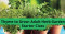 Thyme to Grow Adult Herb Starter Class (Fulton; Registration Required)