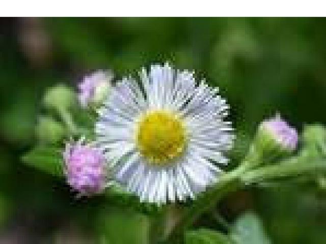4h blossom program