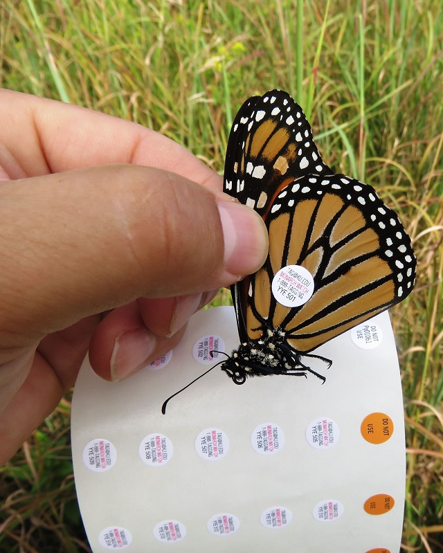 Monarch Tagging Sterling Nature Center