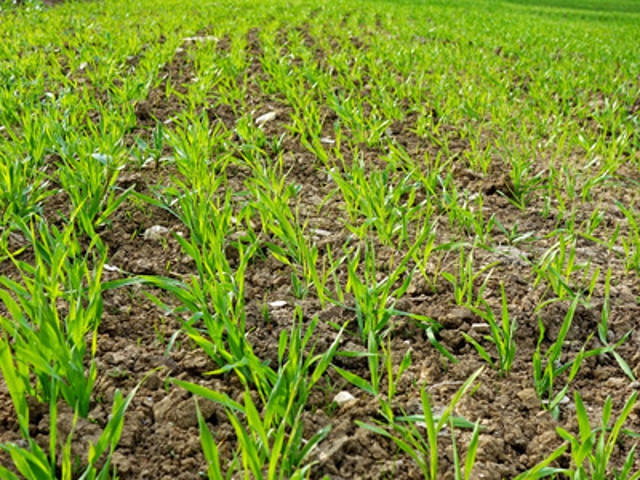 OP ED: Region Named Natural Disaster Due to Drought; Help for Local Farmers